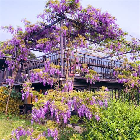 紫藤花风水 風水水柱